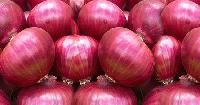 Onion