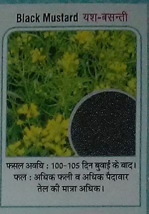 Yash- Basanti Black Mustard Seeds