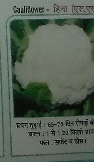 Heena Fresh Cauliflower