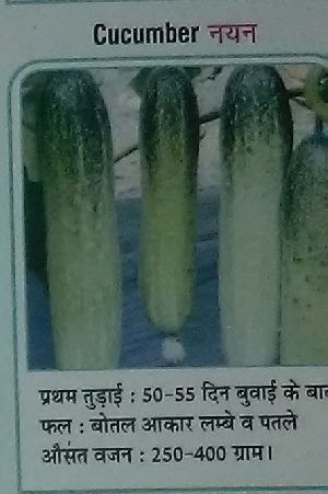 Nayan Fresh Cucumber