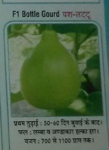 F1 Yash-Lattoo Fresh Bottle Gourd seed