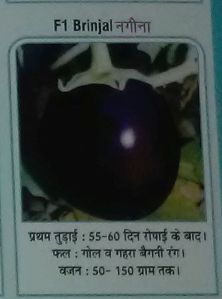 F1 Nagina Fresh Brinjal seed