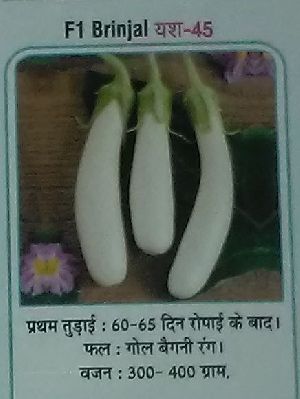 F1 Yash-45 Fresh Brinjal seed