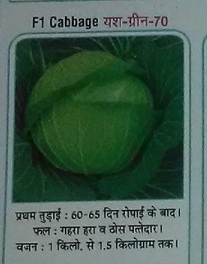 F1 Yash-Green-70 Fresh Cabbage seed