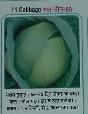 F1 Yash-Green-80 Fresh Cabbage seed