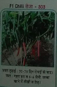 F1 Teja-303 Fresh Chilli seed