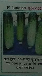 F1 Suraj-100 Fresh Cucumber seed