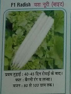 F1 Yash Nuri Fresh Radish seed