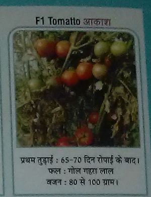 F1 Akash Fresh Tomato seed