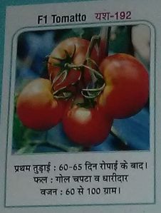 F1 Yash-192 Fresh Tomato seed