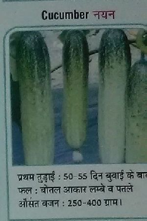 Fresh Cucumber