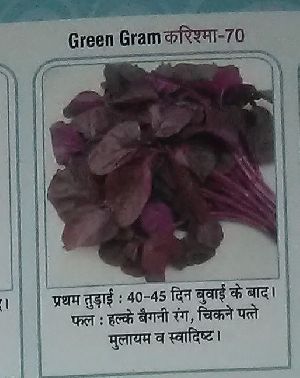 Karishma-70 Fresh Green Gram Leaves