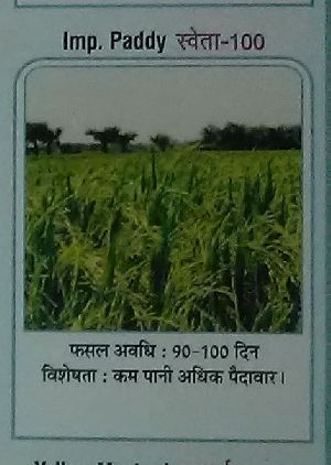 Shweta-100 Paddy Seeds