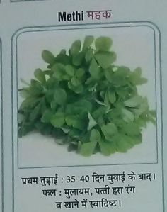 Mehak Fresh Fenugreek Leaves