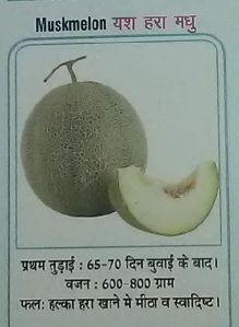 Yash Hara Madhu Fresh Muskmelon