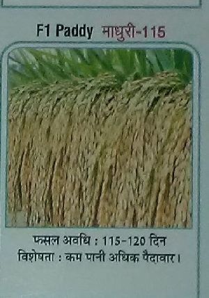 Paddy Seeds