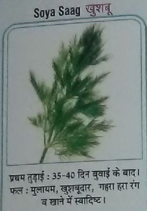 Kushboo Fresh Soya Leaves seed