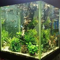 Freshwater Aquarium