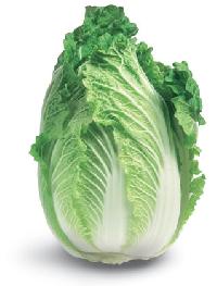 Chinese Cabbage