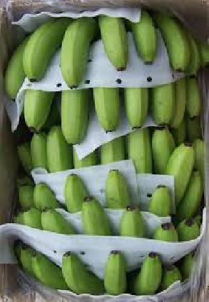 Fresh Cavendish Green Banana