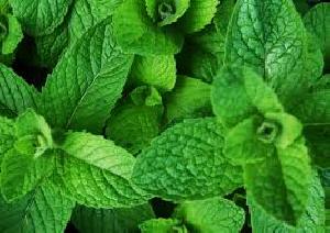 Fresh Mint Leaves