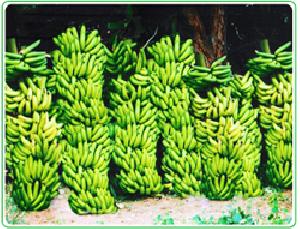 Fresh Yellaki Banana