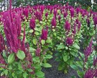 AMARANTH