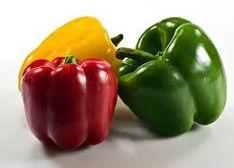 Capsicum