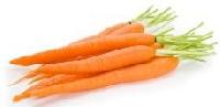 Carrot