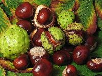 Chinese Chestnut