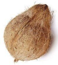 Coconut