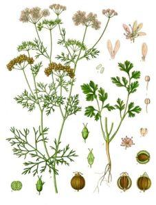 Coriander