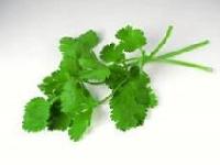 Coriander Leaf