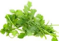 Coriander Leaves