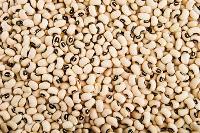 Cowpea