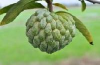 Custard Apple