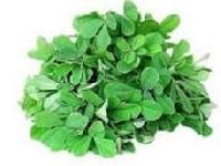 Fenugreek Leaf