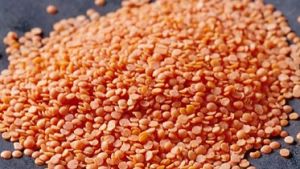 Lentil, Red Lentil