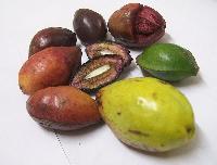 Malabar Almond