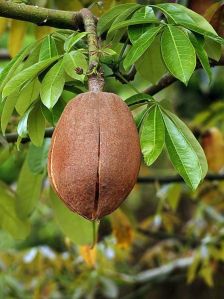 Malabar Chestnut