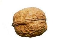 Walnut Shell