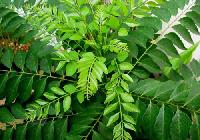 Curry Leaves