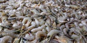 Frozen Shrimp