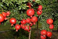 Pomegranates