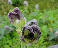 Aconitum Heterophyllum