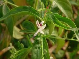 Andrographis Paniculata