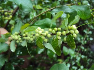 Commiphora Mukul