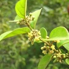 Gymnema Sylvestre