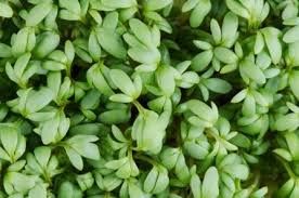 Lepidium sativum