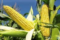 Yellow Maize